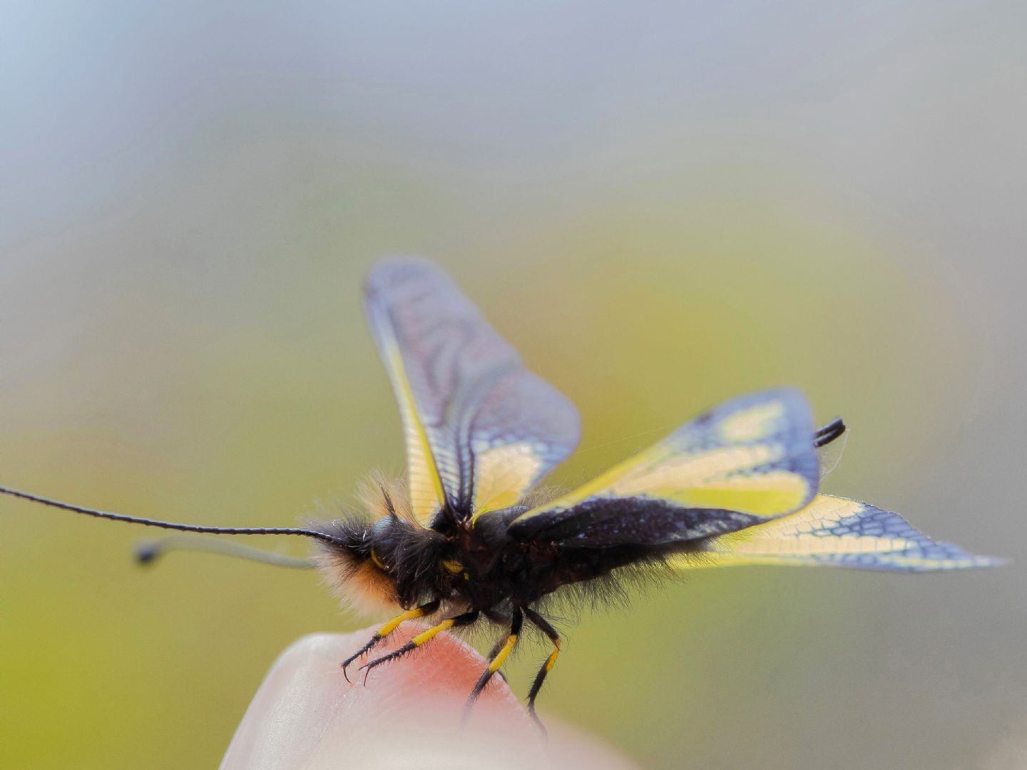 Ascalaphidae - Libelloides coccajus